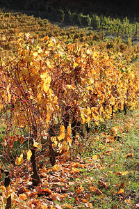 秋季德国的葡萄园图片