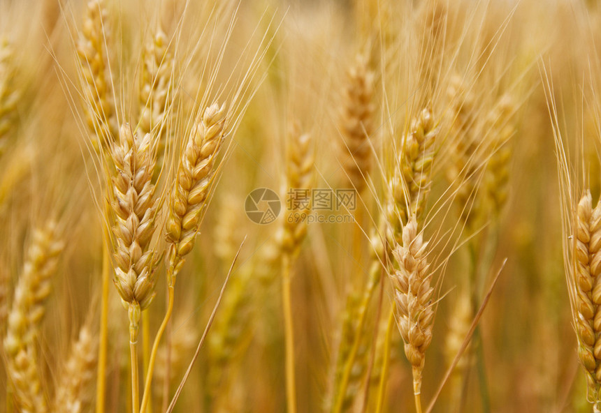 小麦粒子图片