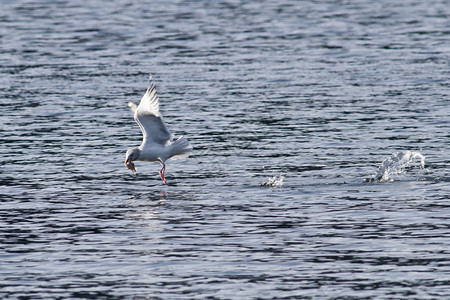 海鸥在黑白湖达伊的牛角里图片
