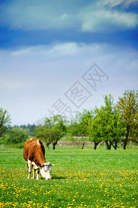 在草地上喂奶的奶牛图片