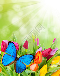 春花与蝴蝶图片