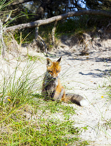 狐狸在沙滩上的沙丘上注视着这片区域图片