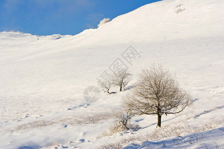 蓝天背景下山腰上的冬天积雪覆盖的冷杉树图片