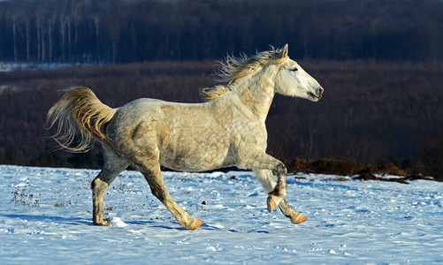 马在雪原上疾驰图片