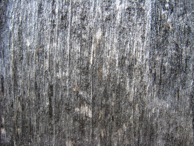 一棵树上的深色木纹图案背景图片