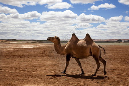 骆驼穿过沙漠图片