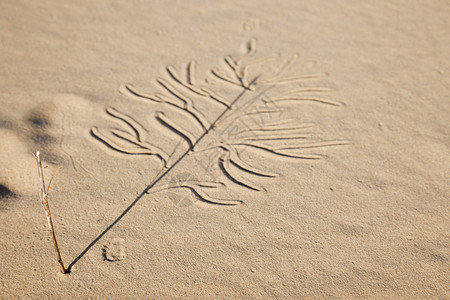画在沙子里的树图片