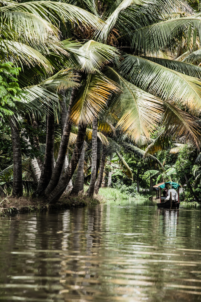 印度喀拉邦科钦后水棕榈树热带森林人类发展图片