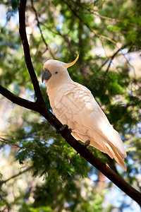 一棵树上的白色凤头鹦鹉的肖像照片图片
