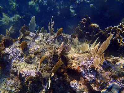 加勒比海巴拉德罗的珊瑚高清图片