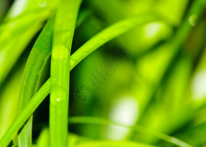 春天新鲜绿叶上的水滴图片