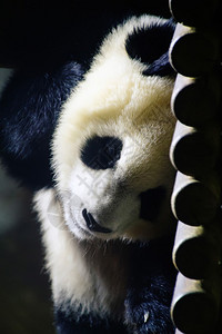 筑墙的熊猫图片