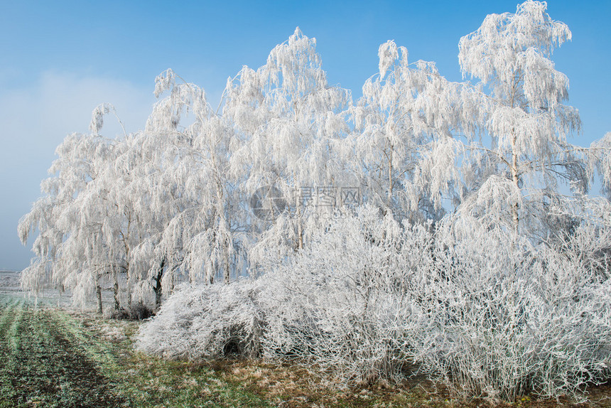 寒冷的风景与白雪皑的树木图片