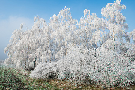 寒冷的风景与白雪皑的树木图片