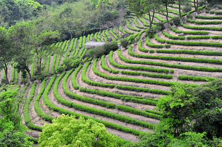 茶叶种植田图片