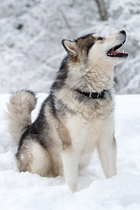 雪橇犬在冬天图片