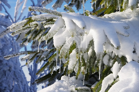 雪中的云杉树枝图片
