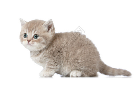 毛周角化五周大的英国短毛小猫背景