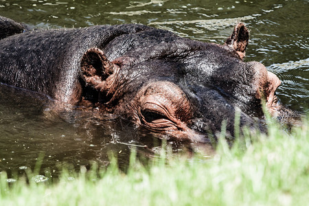 河马Hippopopotamus图片