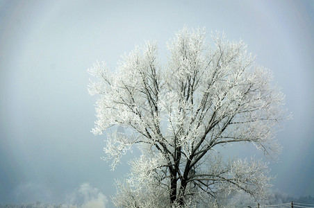 冬天被雪覆盖的树图像图片