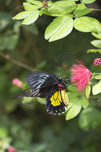 一只牛心蝴蝶栖息在粉红色花朵上的特写图像图片