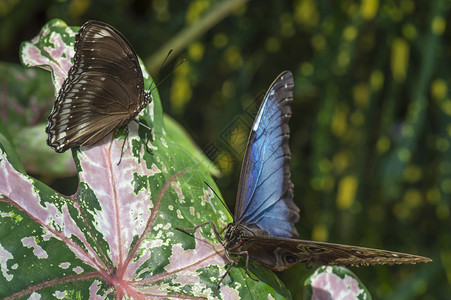 两只蝴蝶飞在植物图片