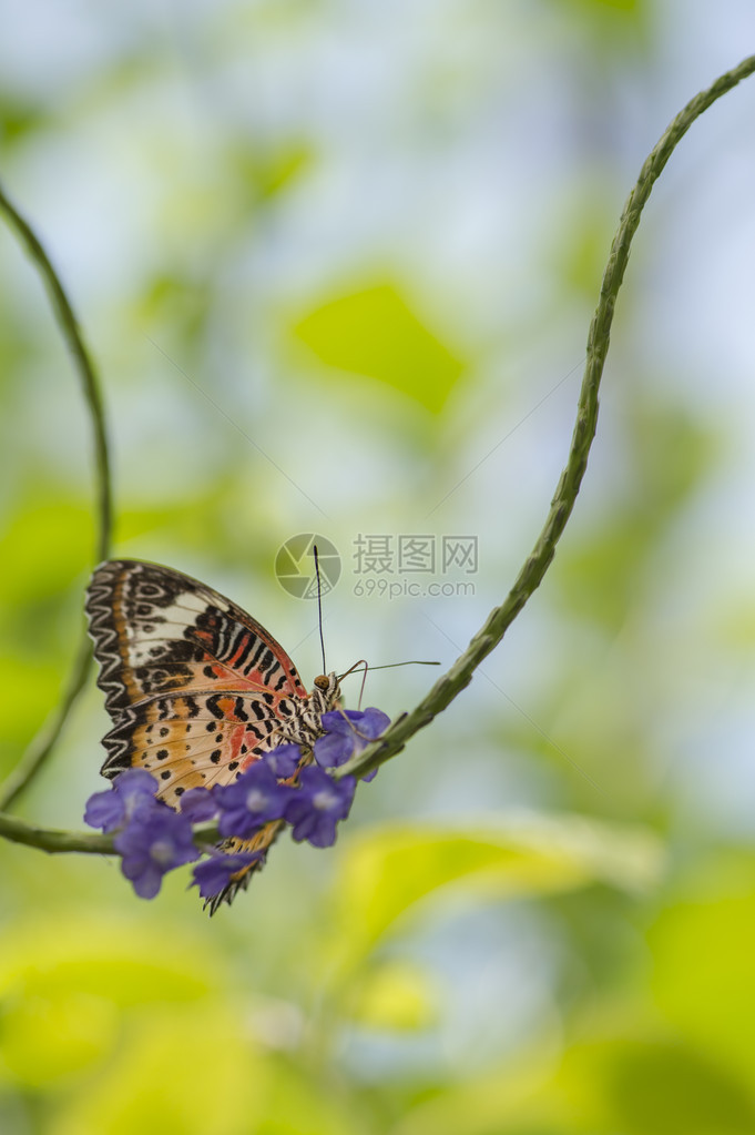 紫色花朵上五颜六色的马来花边蝴蝶图片