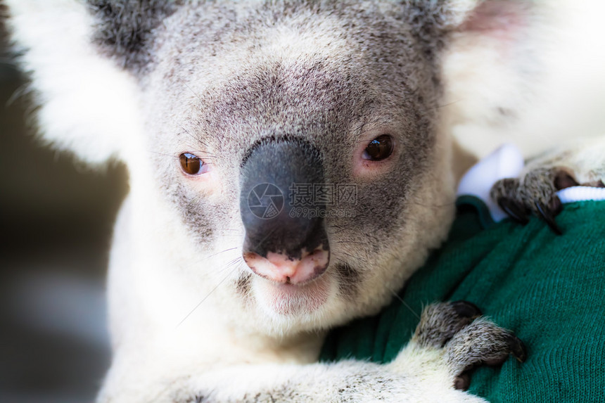 Koala的自然栖息地人类发展图片