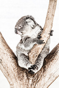 Koala的自然栖息地人类发展图片
