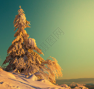 冻冬树图片
