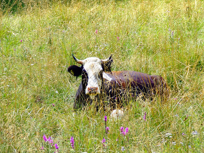 奶牛是最常见的大型驯化有蹄类动物图片