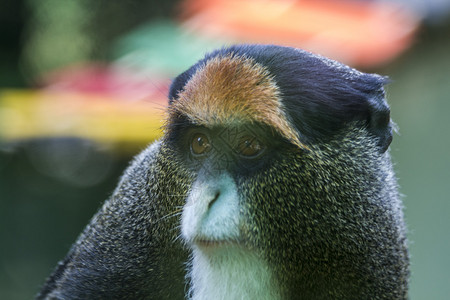 越南的猴子图片