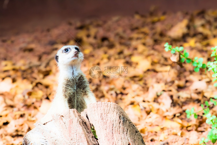 MeerkatSuricatasuricatta人类发展图片