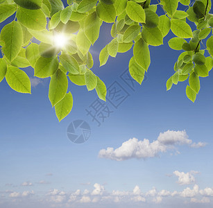 绿叶和太阳图片
