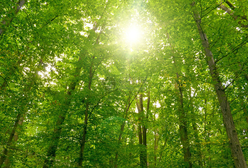 夏日绿色森林树木中的阳光图片