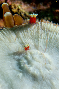 菲律宾宿雾红软珊瑚宏观上多彩背景图片