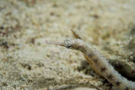 菲律宾宿雾的海蛇背景图片