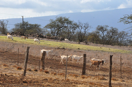 奶牛场上的山羊图片