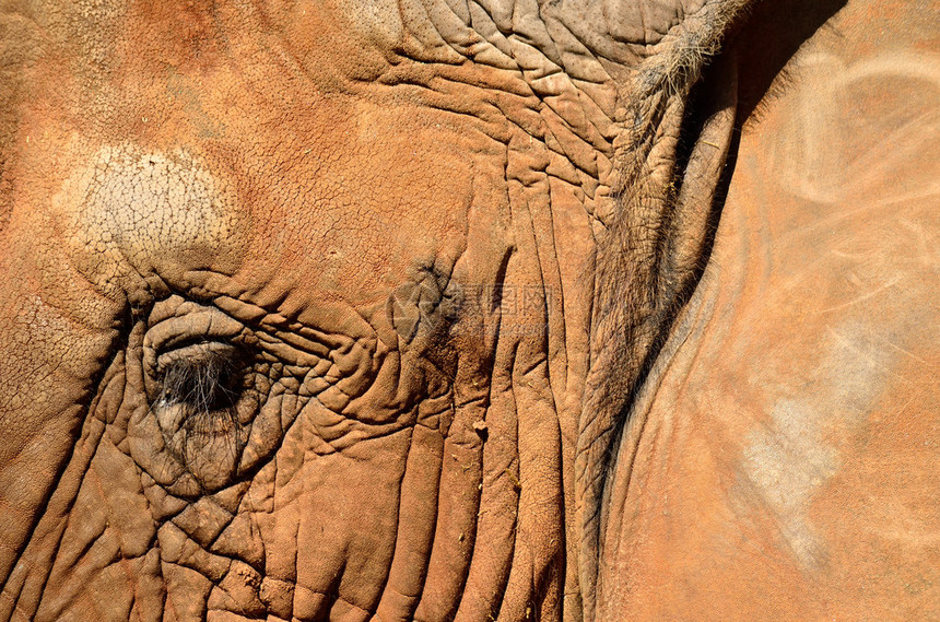 一只大象眼睛的特写会露出睫毛图片