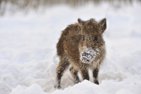 冬天森林里的野猪图片