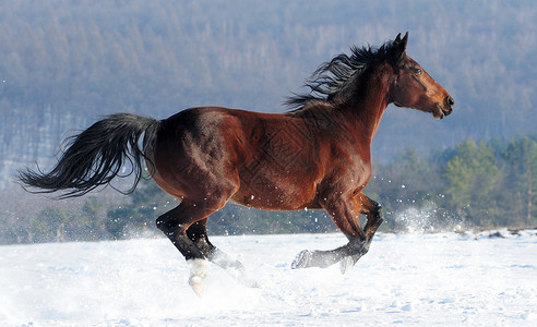 马在冬天的田野上奔跑图片