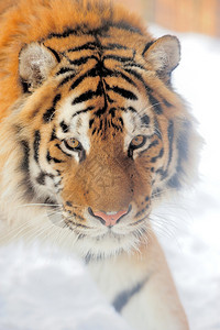 雪中老虎图片