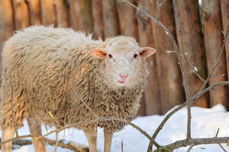 幼羊在冬日图片