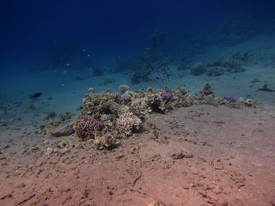 红海底部漂亮的彩色小珊瑚图片