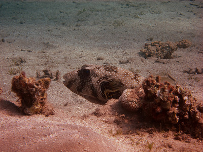 海底珊瑚间的白点河豚图片