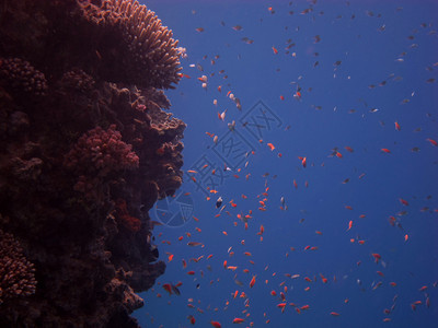 红海礁石上的许多小红鱼图片
