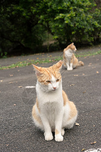 城市中未驯化的猫图片