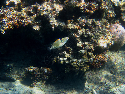 埃及红海中的小毕加索鱼图片