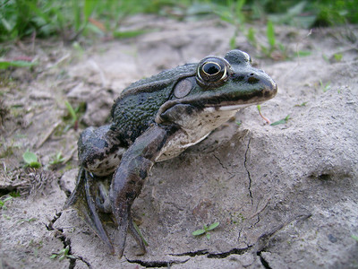 一只大青蛙看着我图片