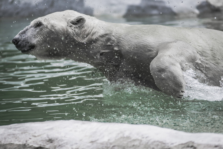 大北极熊在水中游泳图片